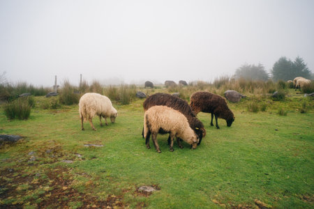 sheep in the fog in madeira. High quality photoの写真素材
