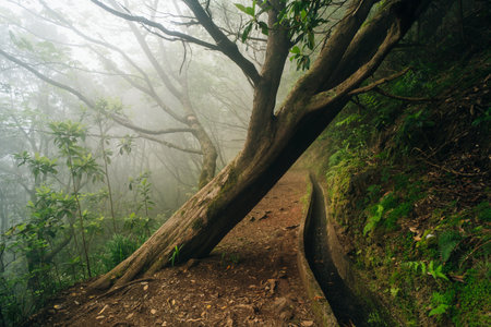 Madeira levada waterfall with beautifull green grass. High quality photoの写真素材