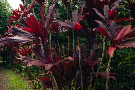 Hawaiian ti plant or Cordyline fruticosa is an evergreen flowering plant. in Indonesia this plant is called andong or hanjuang. High quality photoの写真素材