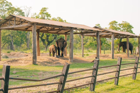 Elephant resting on the ground in the Elephant Breeding Center at Chitwan National Park in Nepal. High quality photoの写真素材