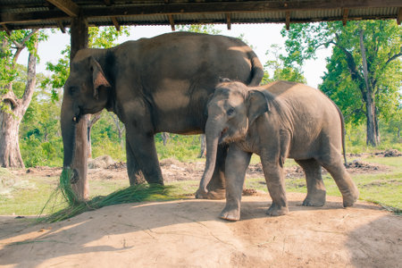 Elephant resting on the ground in the Elephant Breeding Center at Chitwan National Park in Nepal.の写真素材