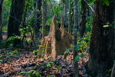 Termite mound. Giant termites in forest. High quality photoの写真素材