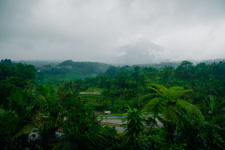 Aerial view of Mancingan rice fileds in Mancingan village, Ubud, Bali, Indonesia. High quality photoの写真素材
