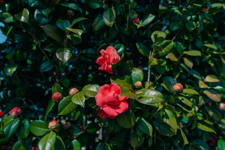 Flowers of Camellia - Camellia japonica - are in bloom in Fukuoka prefecture, JAPAN. High quality photoの写真素材