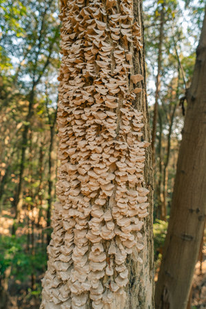 Trichaptum biforme, the violet-pored bracket fungus, growing on decaying wood. High quality photoの写真素材