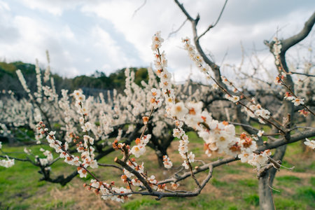Apricot tree in bloom, Prunus armeniaca, shikoku, japan. High quality photoの写真素材