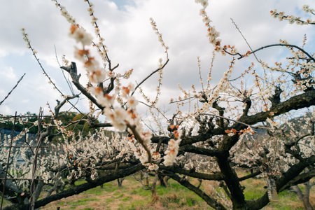 Apricot tree in bloom, Prunus armeniaca, shikoku, japan. High quality photoの写真素材
