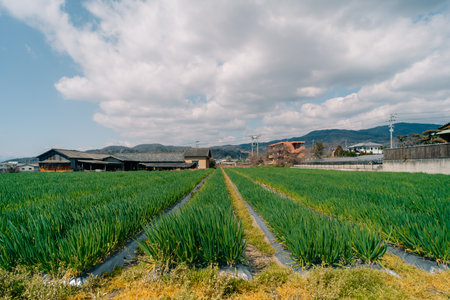 Onion field on Shikoku Island, Japan. High quality photo
