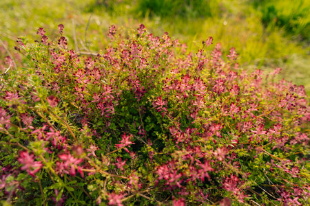 Fumaria officinalis blooms in nature in spring. High quality photoの写真素材