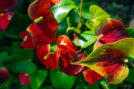 Flamingo flower Anthurium sp. Anthurium andraeanum Flamingo Flower The Leaves Flowers. High quality photoの写真素材
