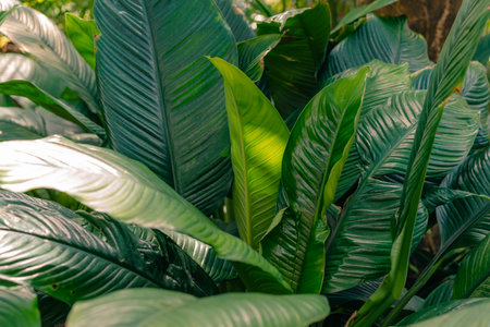 Close-up petal of white flower on background green leaves Spathiphyllum cochlearispathum. High...