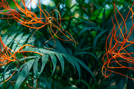 Dodder Genus Cuscuta is parasitic and totally dependent on other host plants for survival. High...