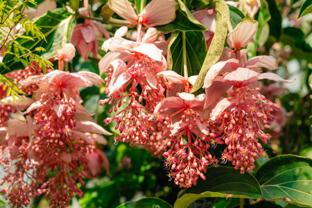 Medinilla magnifica, the showy medinilla or rose grape, is a species of flowering plant in the family. High quality photoの写真素材