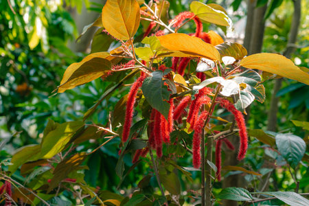A vertical of Chenille, Acalypha hispida flowering plant. High quality photoの写真素材