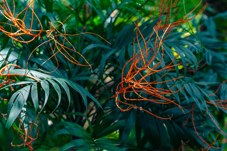 Dodder Genus Cuscuta is parasitic and totally dependent on other host plants for survival. High quality photoの写真素材