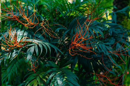 Dodder Genus Cuscuta is parasitic and totally dependent on other host plants for survival. High quality photoの写真素材
