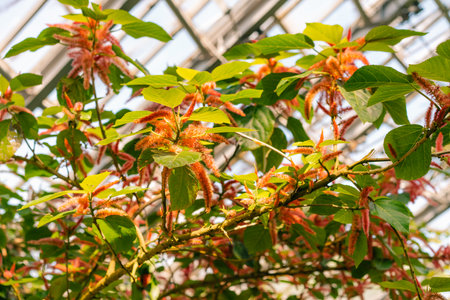 A vertical of Chenille, Acalypha hispida flowering plant. High quality photo