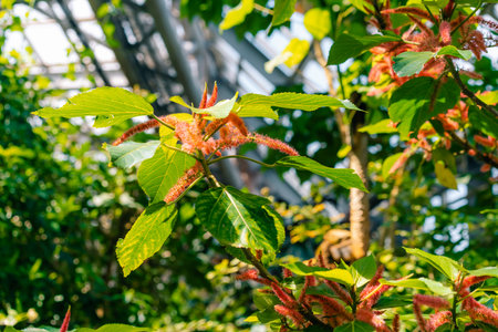 A vertical of Chenille, Acalypha hispida flowering plant. High quality photoの写真素材