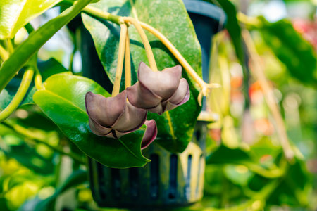 Unique tropical flower Hoya imperialis. High quality photoの写真素材