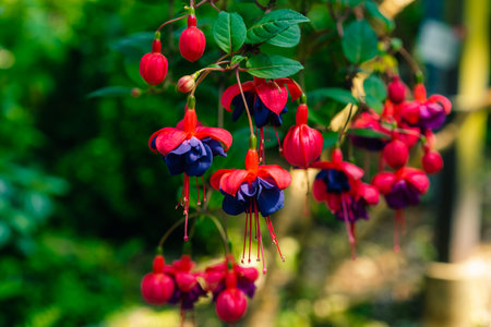 Closeup of flowers of Fuchsia Dark Eyes against green background. High quality photo