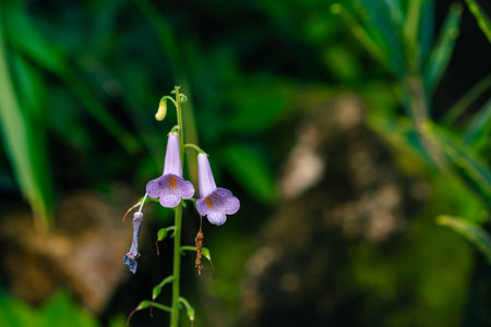 Blossoms of a hairy beard tongue, Penstemon hirsutus. High quality photo