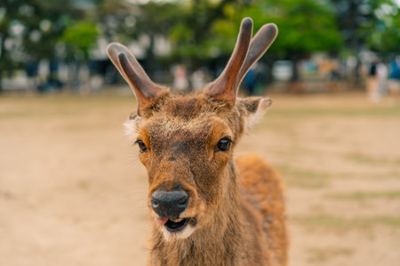 Deer animal in Nara Japan. High quality photoの写真素材