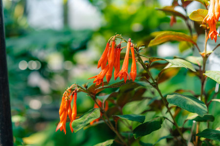 red flowers of Fuchsia triphylla close up. High quality photo