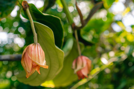 Medinilla magnifica, the showy medinilla or rose grape. High quality photoの写真素材