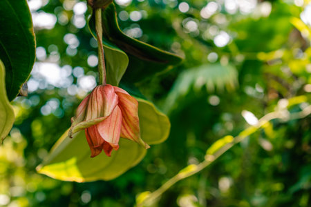 Medinilla magnifica, the showy medinilla or rose grape. High quality photoの写真素材