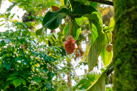 Medinilla magnifica, the showy medinilla or rose grape. High quality photo
