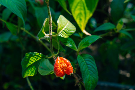 Tropical red Psychotria poeppigiana flower. High quality photoの写真素材