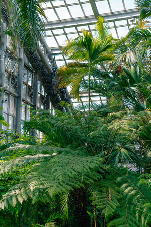 Inside greenhouse with tropical plants, rainforest vegetation. Botanical conservatory interior with evergreen tropical palms and fern. Summer in glasshouse orangery with sunshine and green flora foliageの写真素材
