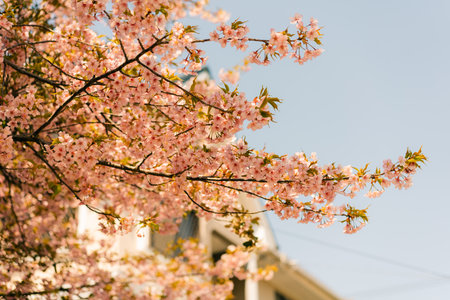 Close up of branch of Prunus serrulata 'Kanzan' with pink cherry blossom. Cropped spring most...