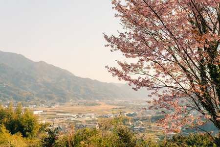 Close up of branch of Prunus serrulata 'Kanzan' with pink cherry blossom. Cropped spring most popular Japanese flowering tree against the sky.の写真素材