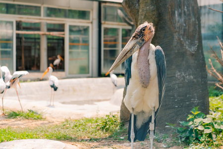 A Marabou stork in Zoo in Bejing, China. High quality photoの写真素材