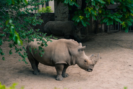 A black rhinoceros, black rhino or hook-lipped rhinoceros in zoo bejing. High quality photoの写真素材