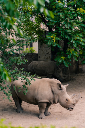 A black rhinoceros, black rhino or hook-lipped rhinoceros in zoo bejing. High quality photoの写真素材