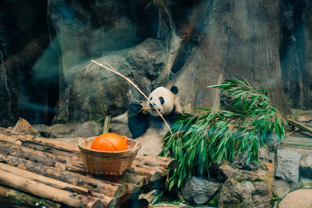 giant panda in zoo beijing. Funny cute black and white bear eats bamboo. High quality photoの写真素材