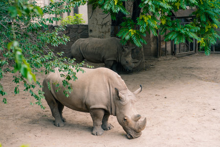 A black rhinoceros, black rhino or hook-lipped rhinoceros in zoo. High quality photoの写真素材