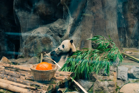 giant panda in zoo beijing. Funny cute black and white bear eats bamboo. High quality photoの写真素材