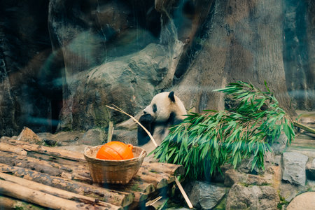 giant panda in zoo beijing. Funny cute black and white bear eats bamboo. High quality photoの写真素材
