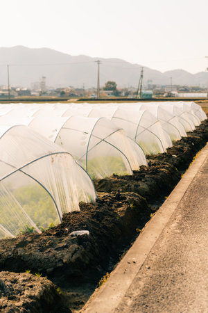 Greenhouse in rice fields on Shikoku Island, Japan. High quality photo
