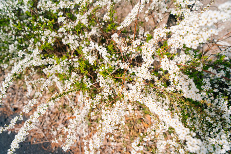Thunberg spirea Spiraea thunbergii in Japan. High quality photo