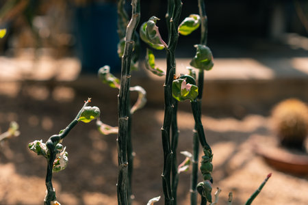 Western Australian Wildflowers - The critically endangered Wongan Cactus Daviesia Euphorbioides. High quality photoの写真素材