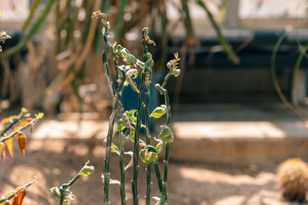 Western Australian Wildflowers - The critically endangered Wongan Cactus Daviesia Euphorbioides. High quality photoの写真素材