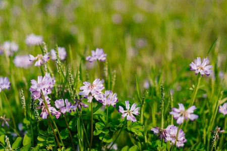 Cluster of beautiful purple blue flowers common name cranesbill of Geraniaceae family, growing in a...