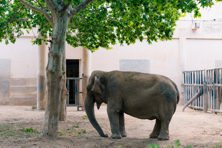 Elephants walking in zoo beijing, china. High quality photoの写真素材