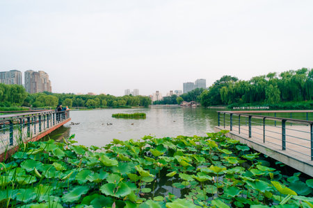 Pond lotus leaf. nelumbo nucifera. High quality photoの写真素材