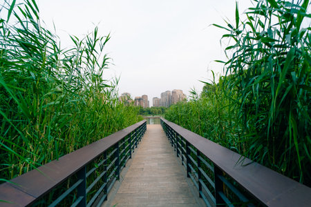 Beijing, China - 3 June 2025 Chao Yang Gong Yuan in summer. A trail among the thickets of reeds. High quality photoの写真素材