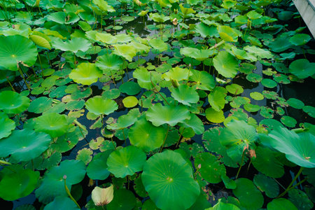 Pond lotus leaf. nelumbo nucifera. High quality photoの写真素材